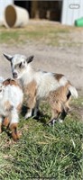 Micro Mini Fainting Goat Buck Tri Colored