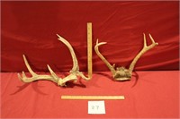2 Sets of Unmounted Deer Antlers