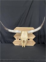 LONGHORN SKULL & HORNS ON DISPLAY - 39" TIP 2 TIP