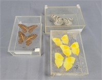 3x The Bid Butterfly Display