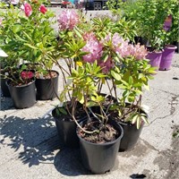 (4) Rhododendron Plants