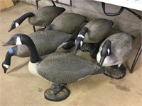 6 plastic goose decoys