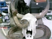 Metal Buffalo Skull & Rattle Snake