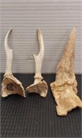 Deer and possibly antelope antlers