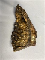 Stabilized wooly mammoth tooth about 7" across