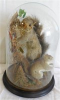 Taxidermy Squirrels in Display Dome