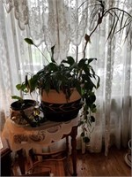 Lot of 2 plants