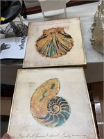 Seashells Framed