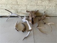 Cow Skull, Animal Antlers