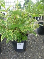 VARGIATED WEIGELIA