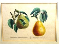 Vintage framed coloured botanical engraving