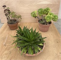 Group of plants including agave and canary aeonium