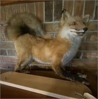 Stuffed Fox - needs remounted to wood