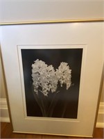 Hyacinth B/W Photo