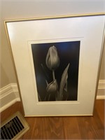 Tulip B/W Photo