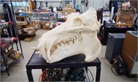 Hippopotamus Skull