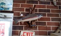 Trout Taxidermy
