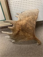 MOOSE ANTLER - APPROX 28 “ LONG