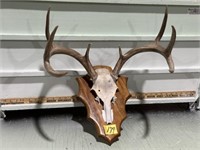 WHITE TAIL EUROPEAN MOUNT