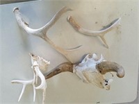 Sun Bleached Skull And Horns Set