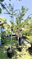 (2) Yoshino White Flowering Cherry - 7 gallon