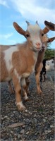 Nigerian Dwarf Goat kid - wether
