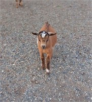 Nigerian Dwarf goat kid - wether
