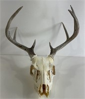 White- Tailed Deer Antlers and Skull