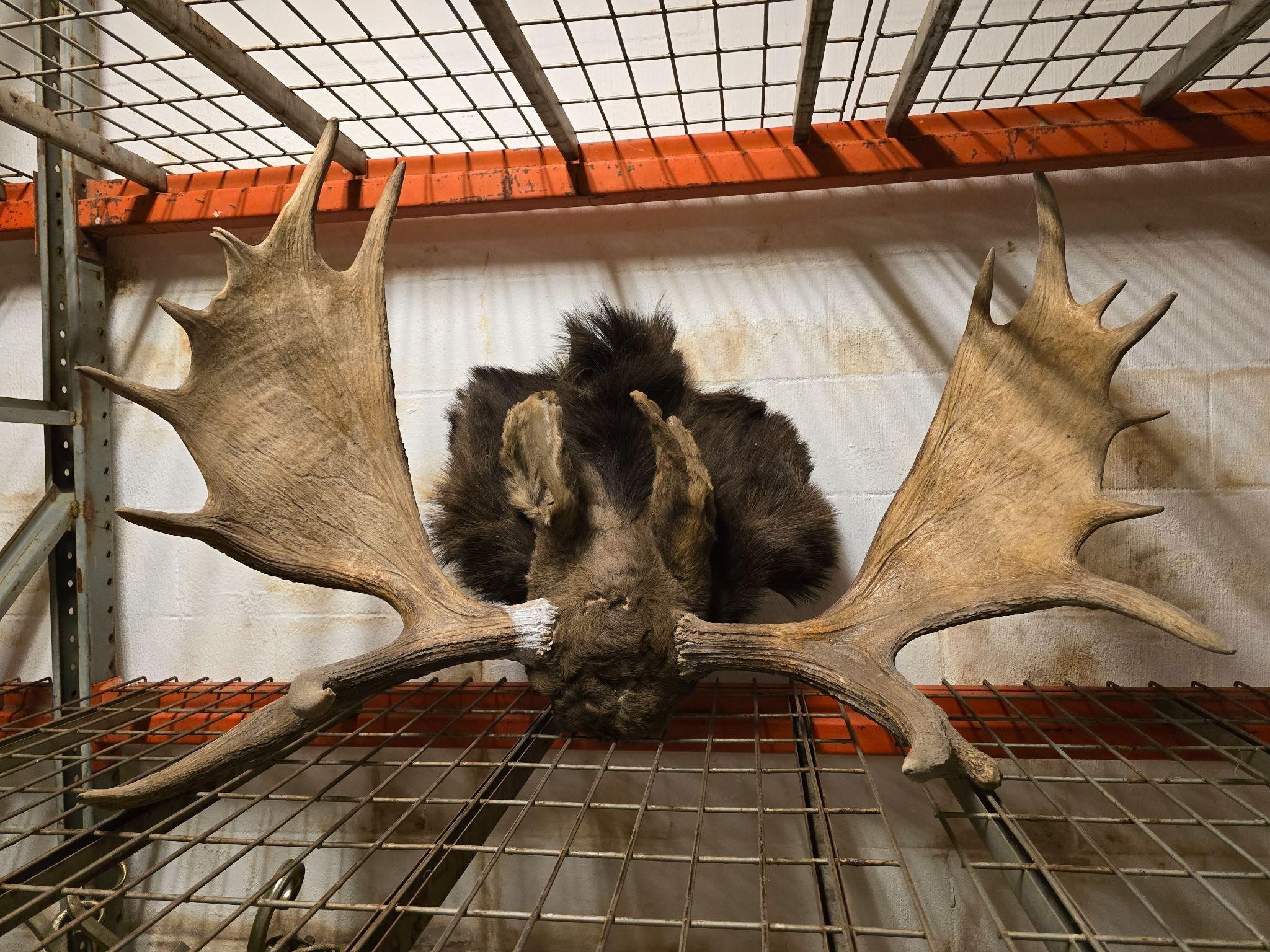 Moose Antlers and Ears