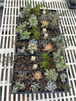 48 LIVE Succulents Tray #5