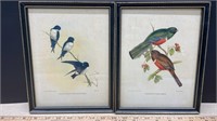 2 Framed Bird Pictures (8" x 10.5")