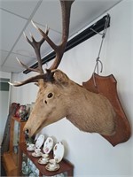 TAXIDERMY DEER HEAD WITH 15 POINTS