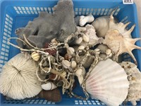 Wonderful Coral & Shell Collection