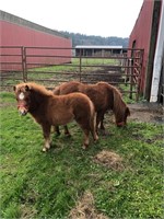KMH Major Foxy's Stepping Out -20yr & filly- 34