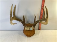 Mounted 10 pt Antlers