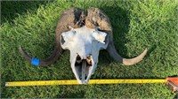 Musk ox skull with horns