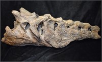 26" Mastadon or Giant Ground Sloth Tailbone Fossil