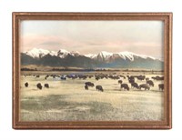 Original Hand Tinted Montana Buffalo Photograph