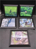 Framed Wildlife Photos