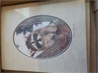 Photographs of raccoons by various photographers