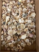 Sea Shells, Fossil Rocks