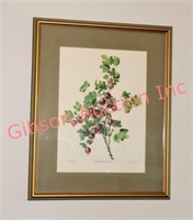 Framed Botanical Print - Ribes Grossularia