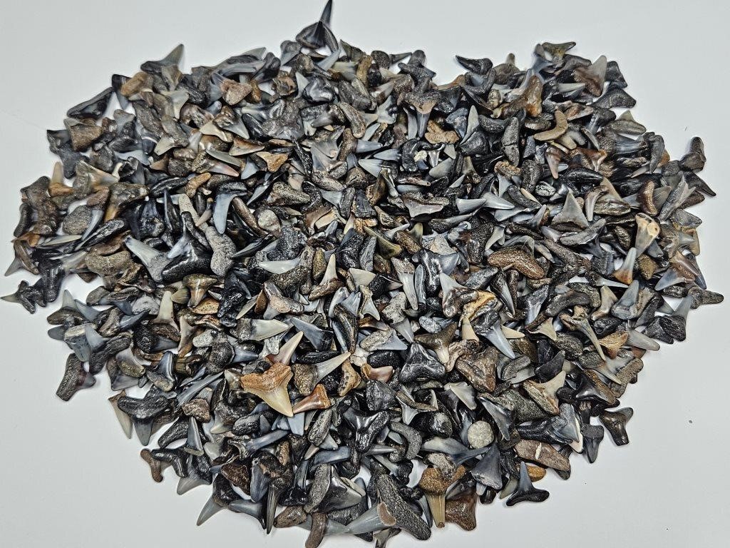 Large Lot of Sharks Teeth