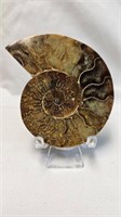 AMMONITE FOSSIL ON STAND