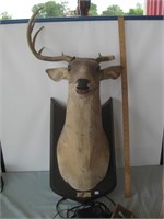 BUCK Wall Mount Talking Buck / One Antler