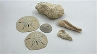 3 Sand Dollars & Coral Fossil - Modern Not Ancient