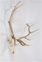Elk Skull with Antlers, Wall Hanging