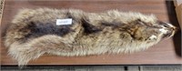 RACOON PELT