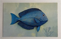 Vintage PPC Postcard Blue Tang!