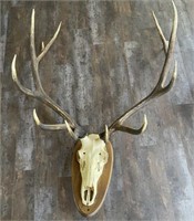 12 Point Elk Mount with Skull